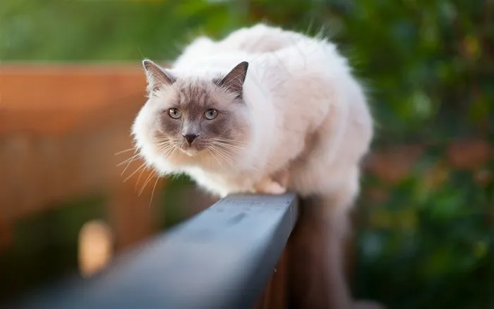 萌宠系列栅栏上的猫