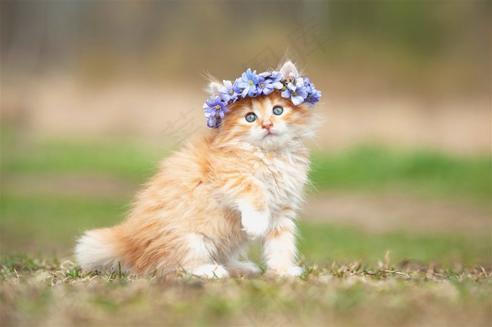 草地上戴花的猫