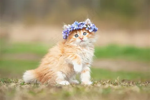 草地上戴花的猫 草地上戴花的猫