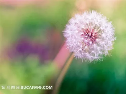 一株成熟的蒲公英的种子 一株成熟的蒲公英的种子