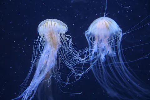 水生动物海蜇图片 水生动物海蜇图片