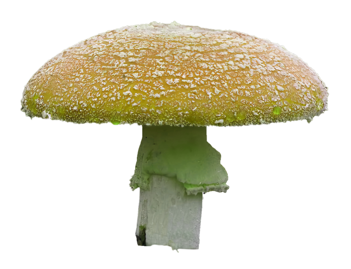 橙蘑菇免抠图