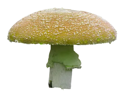 橙蘑菇免抠图 橙蘑菇免抠图