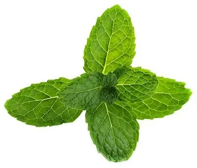 薄荷 PNG免抠(400x340)