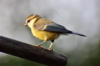 站在树干上面的小鸟