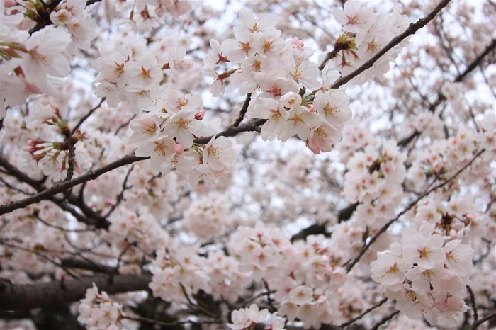 唯美白色樱花鲜花图片