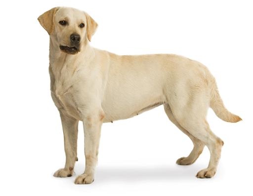 拉布拉多犬 PNG免抠(580x450)