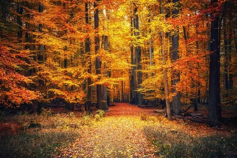 秋天风景摄影高清图片