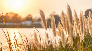 秋天夕阳下芦苇毛絮湖边摄影图