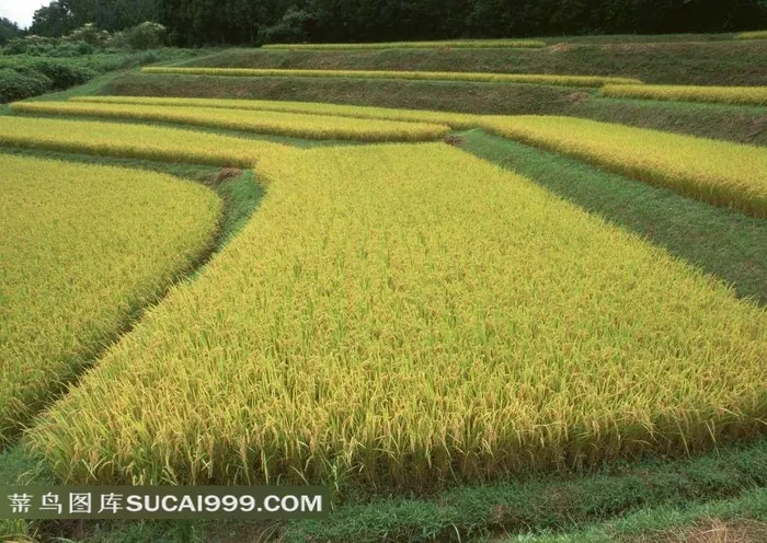 高清稻田摄影