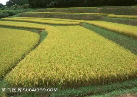 高清稻田摄影 高清稻田摄影