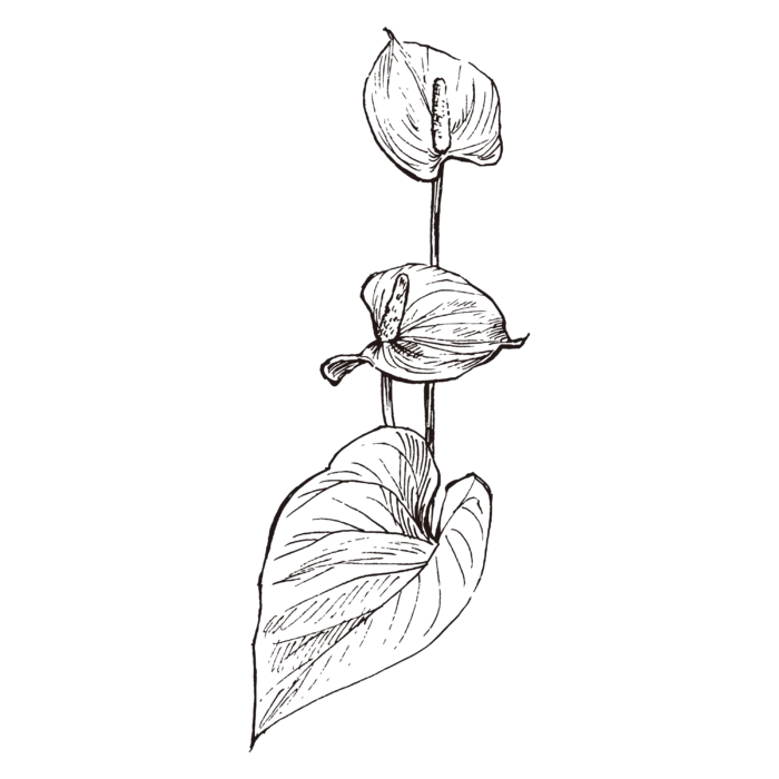 线条草本花卉手绘植物-花烛