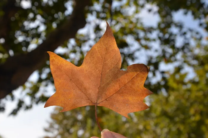 树叶摄影高清图