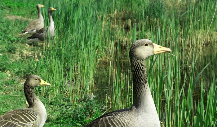 自然放养的野鹅