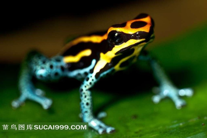 高清青蛙素材图片下载