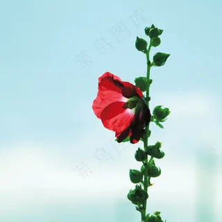 蜀葵图片 蜀葵图片
