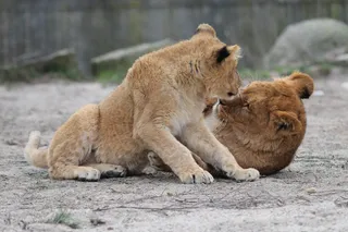 狮子动物园动物设计素材森林野生