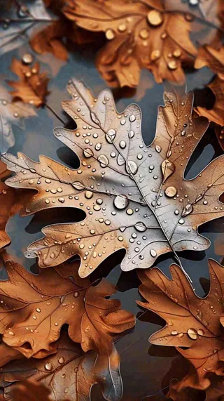 秋叶落叶雨水秋天，秋分