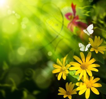 绿色虚化背景上的光束花朵蝴蝶高清图片