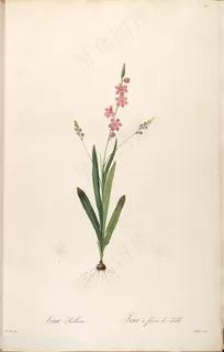 高清雷杜德原版花卉花束花草图谱素材 高清雷杜德原版花卉花束花草图谱素材