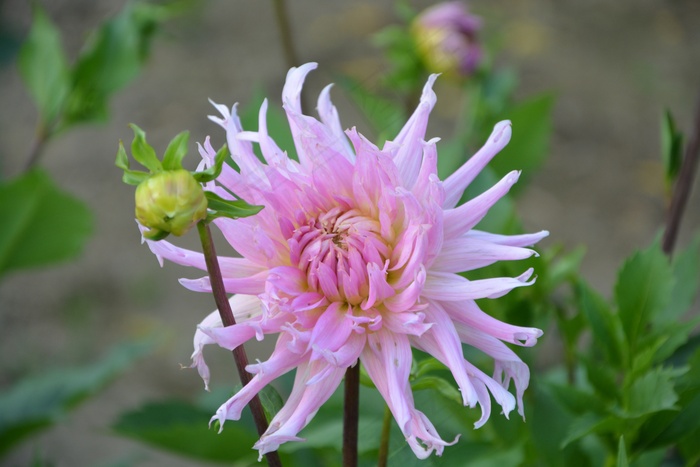 漂亮大丽花图片