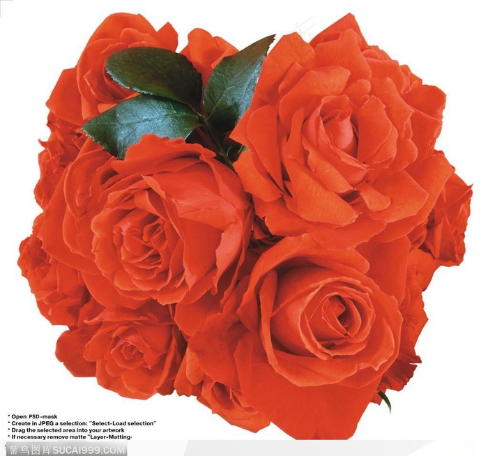 玫瑰花束-一束漂亮的红色玫瑰