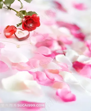浪漫情人节玫瑰花瓣戒指盒摄影图
