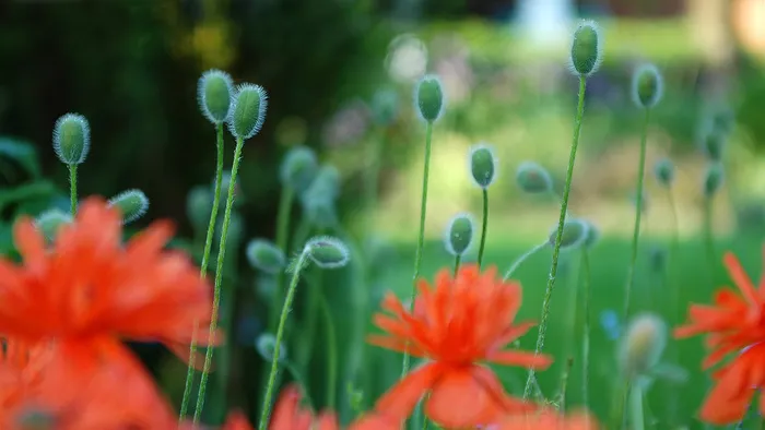 花草之美 