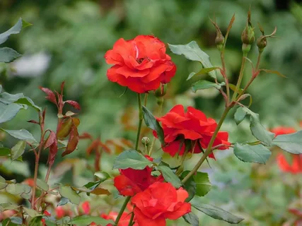 大红色玫瑰花图片唯美 大红色玫瑰花图片唯美