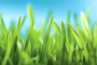 小草嫩叶嫩芽绿色海报素材背景