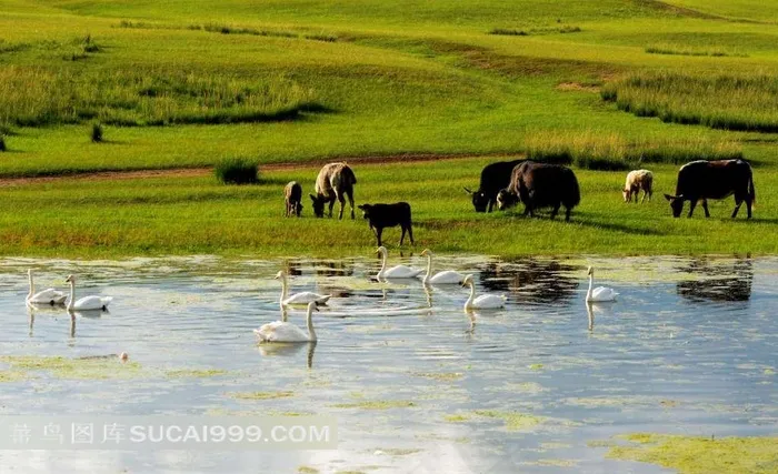 湖水里的天鹅与水边的牛