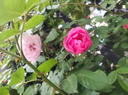 月季花实拍摄影图