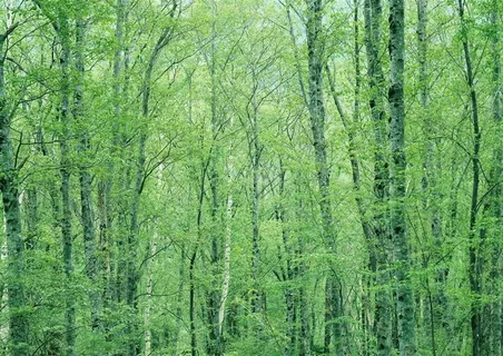 森林树木美丽风景jpg素材