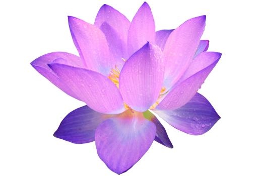 莲花 PNG免抠(1462x1000)