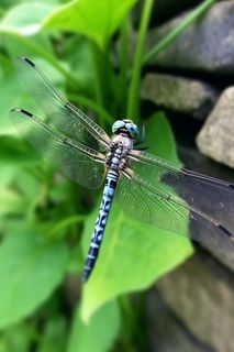 草丛的蜻蜓绿意摄影图背景
