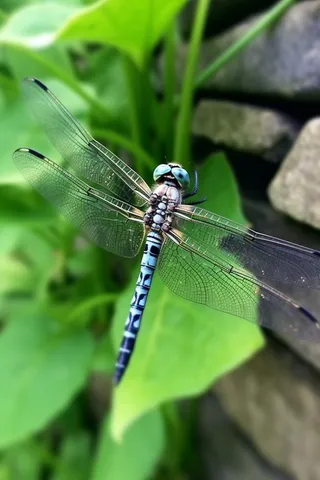 草丛的蜻蜓绿意摄影图背景