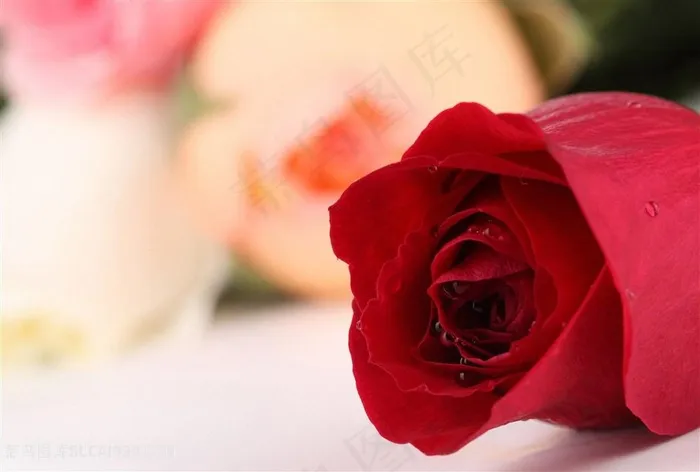 唯美红玫瑰花鲜花图片