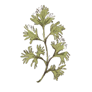 线条草本花卉手绘植物-香菜彩色