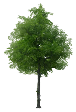 植物类免抠图素材