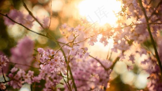 逆光摄影花朵图片