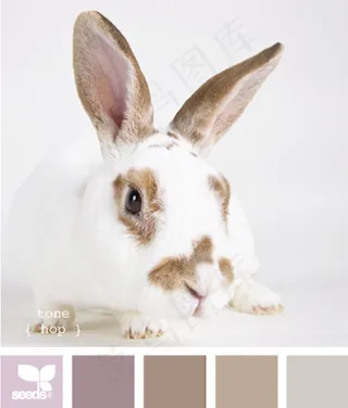 动物配色色卡色彩搭配