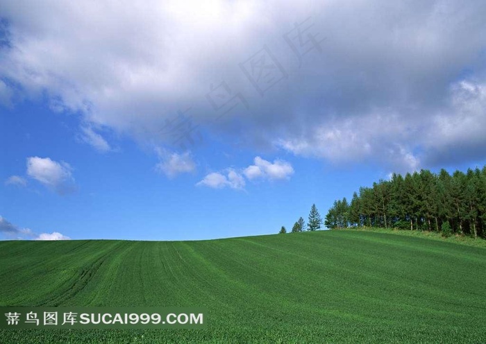 陆地旷野平整的绿草