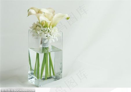 插花物语-杯中的白色百合花