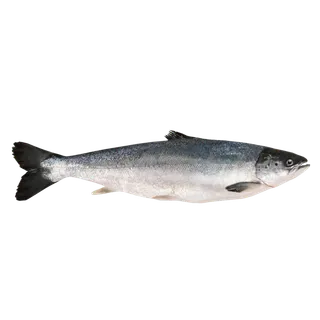 鱼类(47)海鲜超市商品红酒白底图免抠实物摄影png格式图片透明底