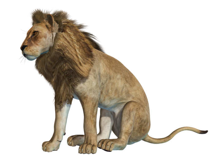 狮子动物园动物森林野生设计素材