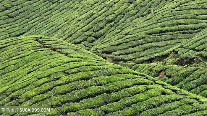 唯美草地茶园美景壁纸