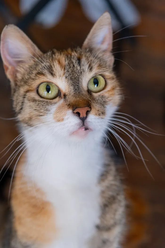 可爱猫咪猫猫摄影素材
