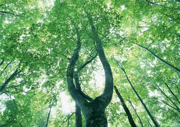 森林风景风景摄影素材