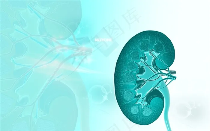 身体器官肾医疗科学高清图片