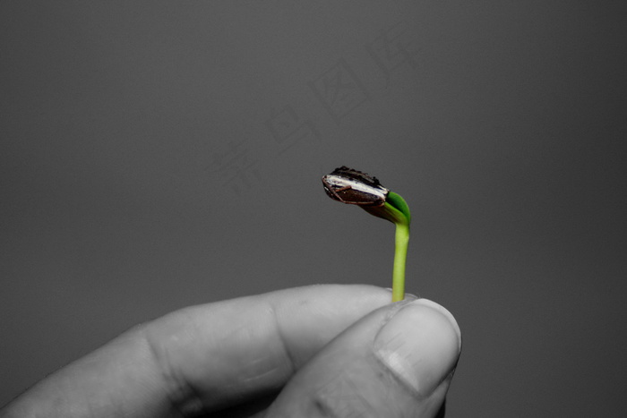 手里的嫩芽图片